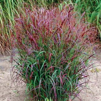 Red Switchgrass