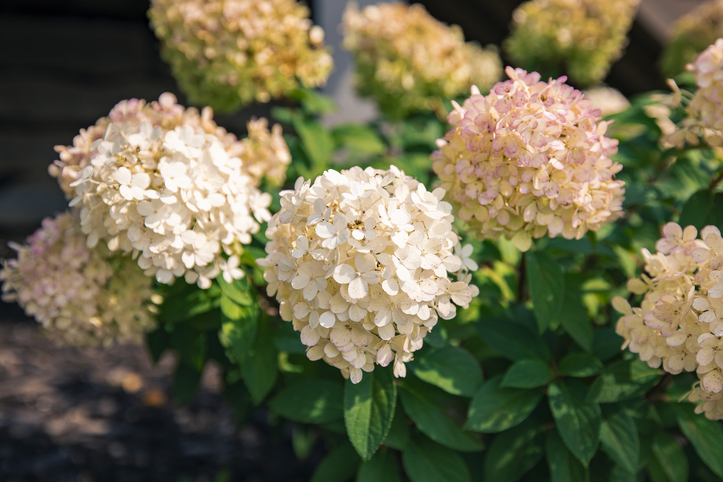 White and pink hydrangea blooms in garden