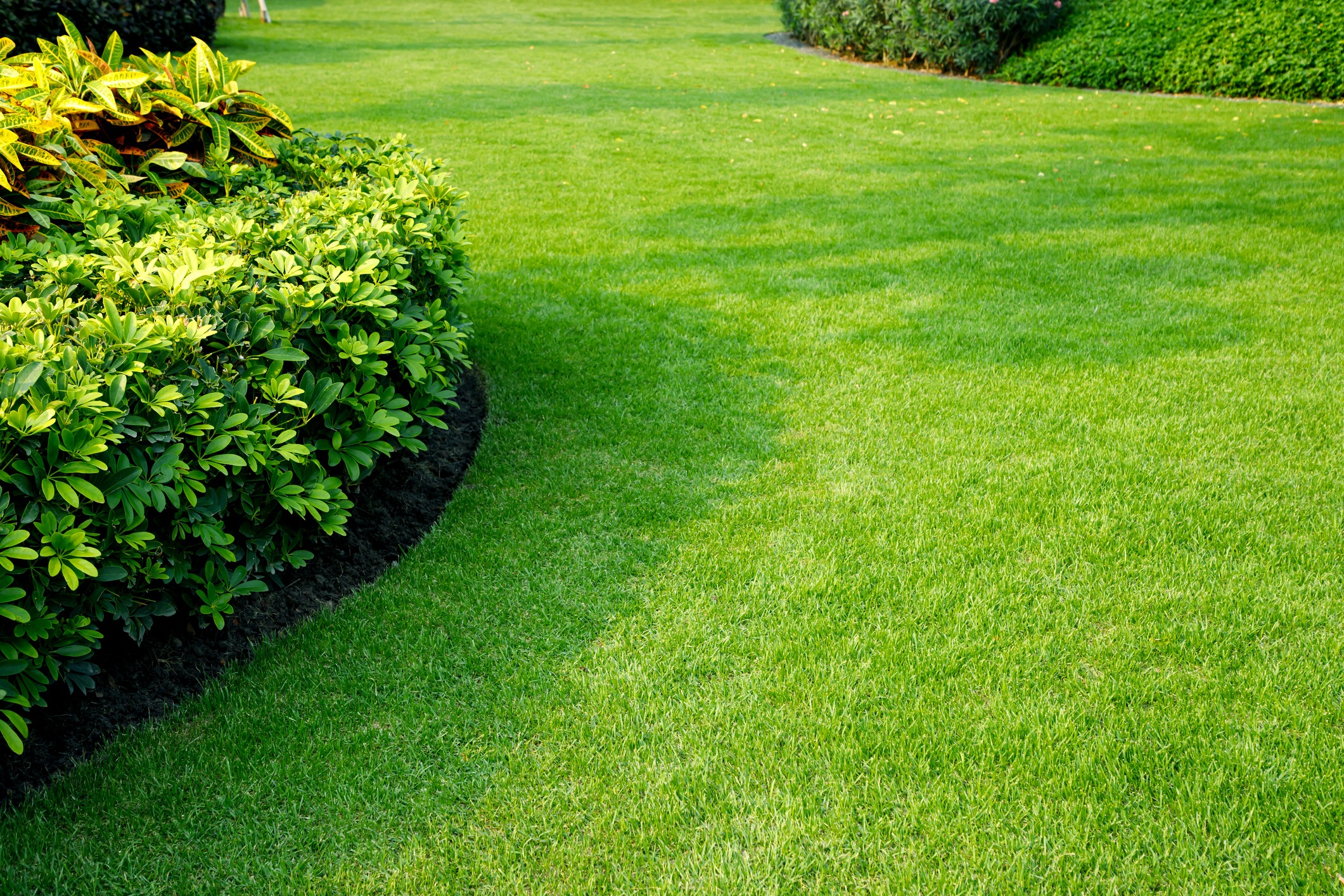 Manicured green lawn with neatly trimmed shrubs