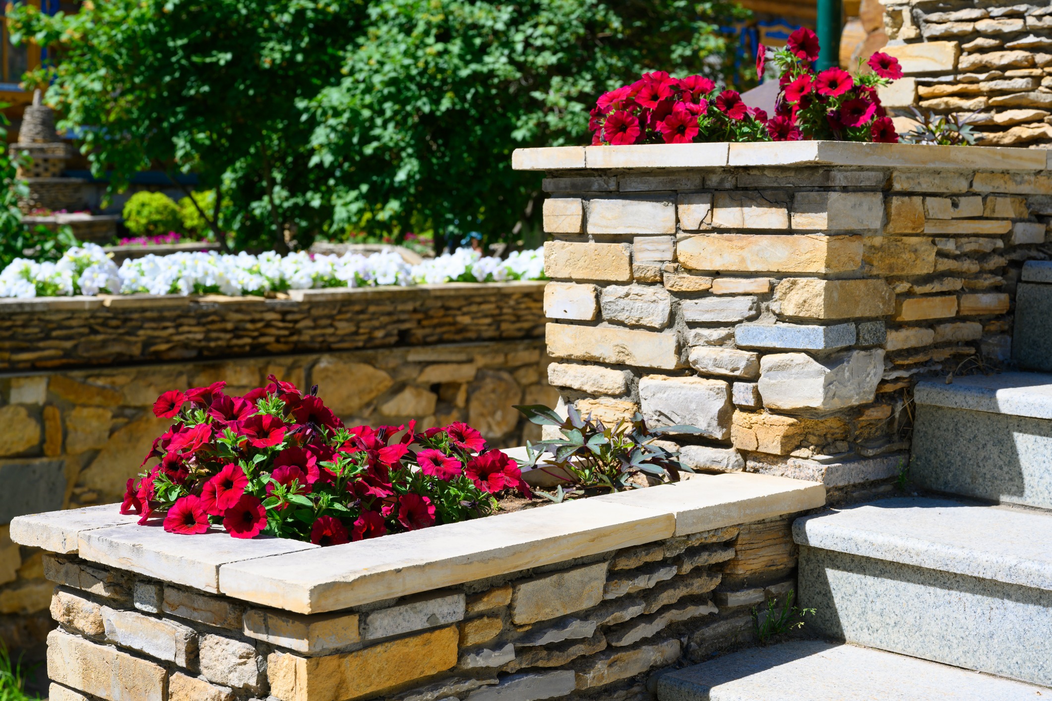 Stone planter with red flowers by garden steps