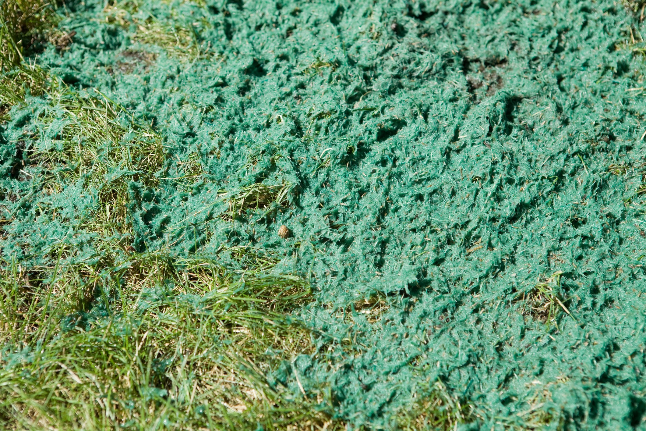Green hydroseeding mulch covering grass lawn
