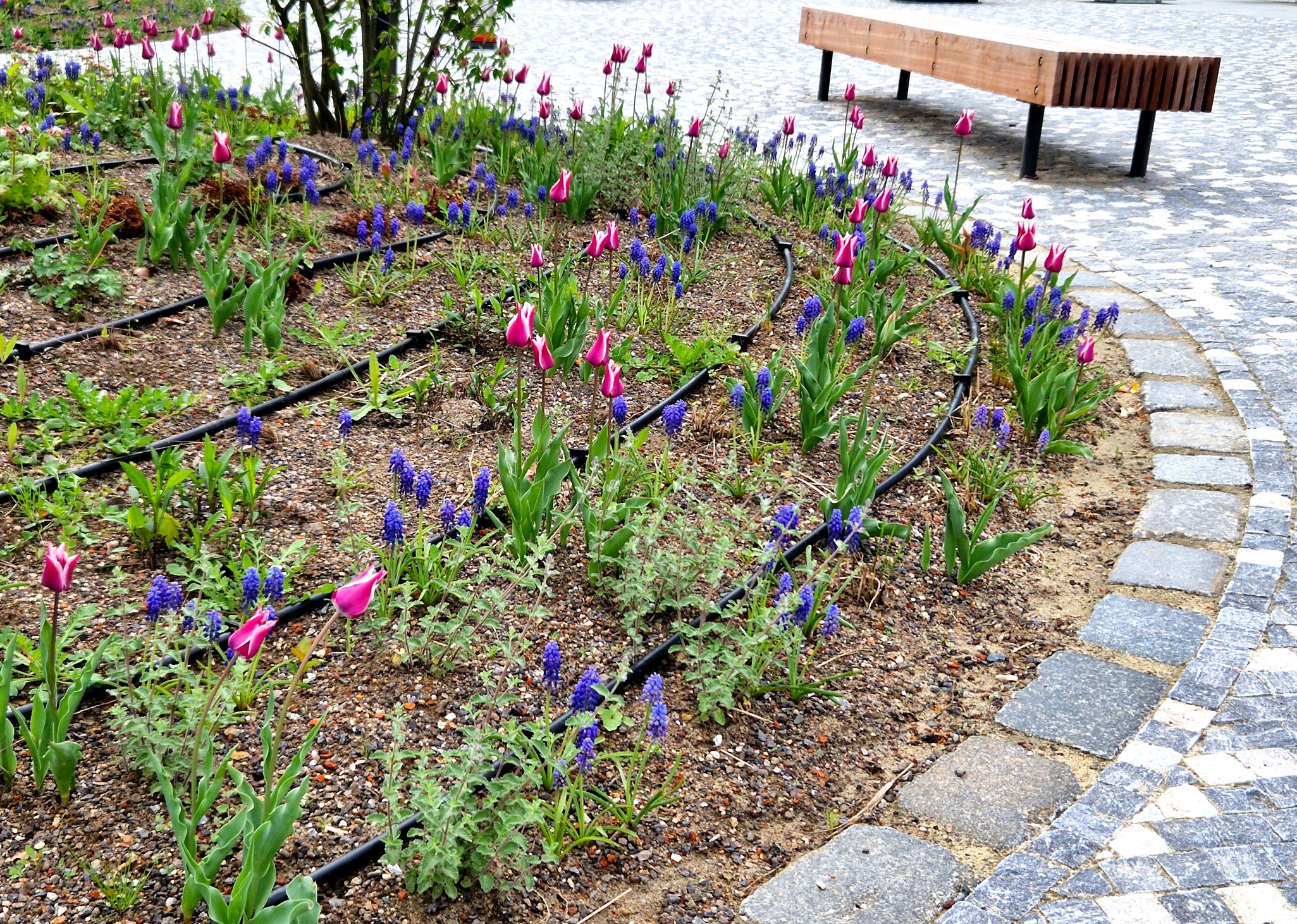 Pink tulips and purple flowers in park garden