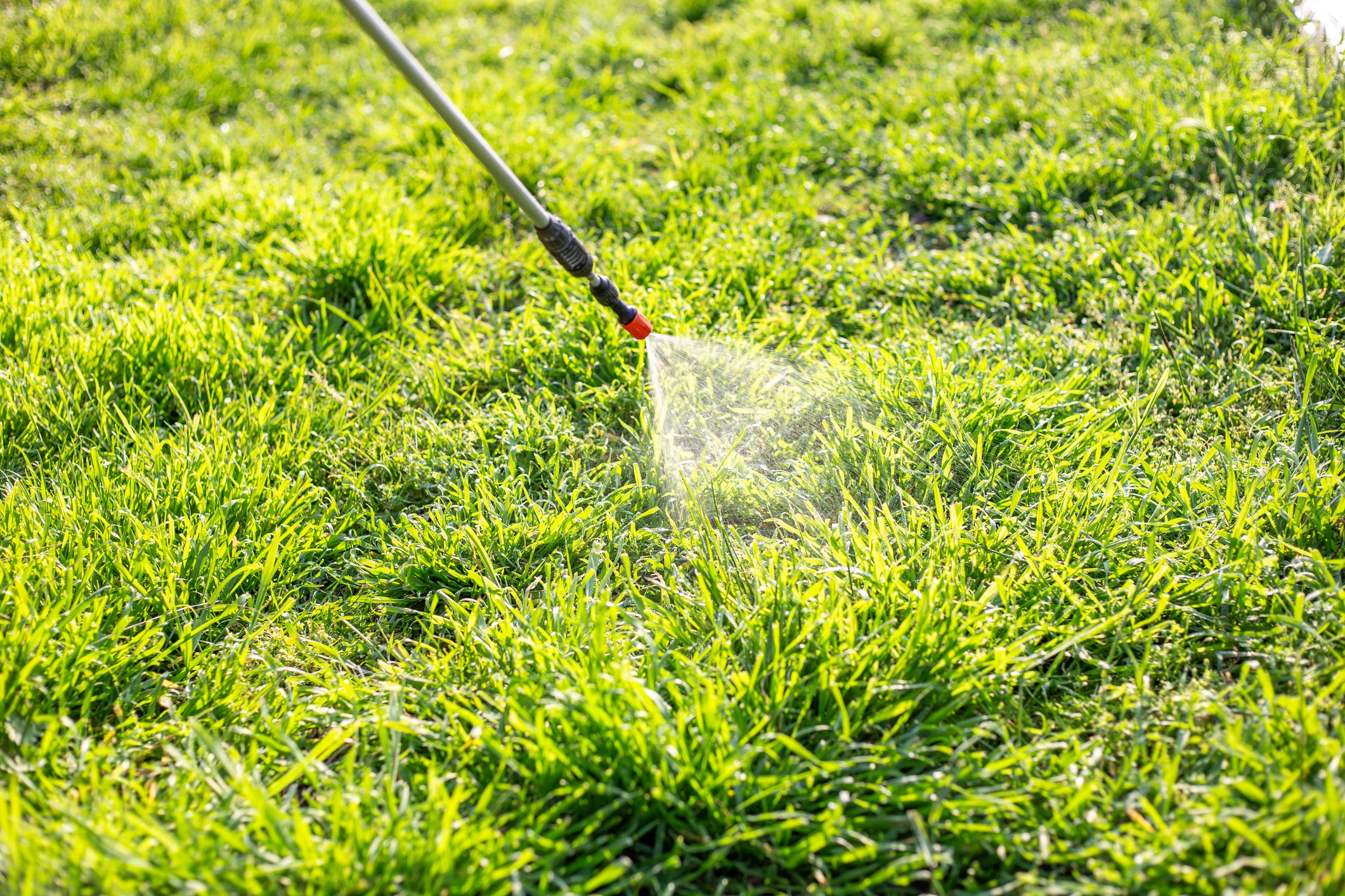 Garden sprayer watering lush green lawn grass