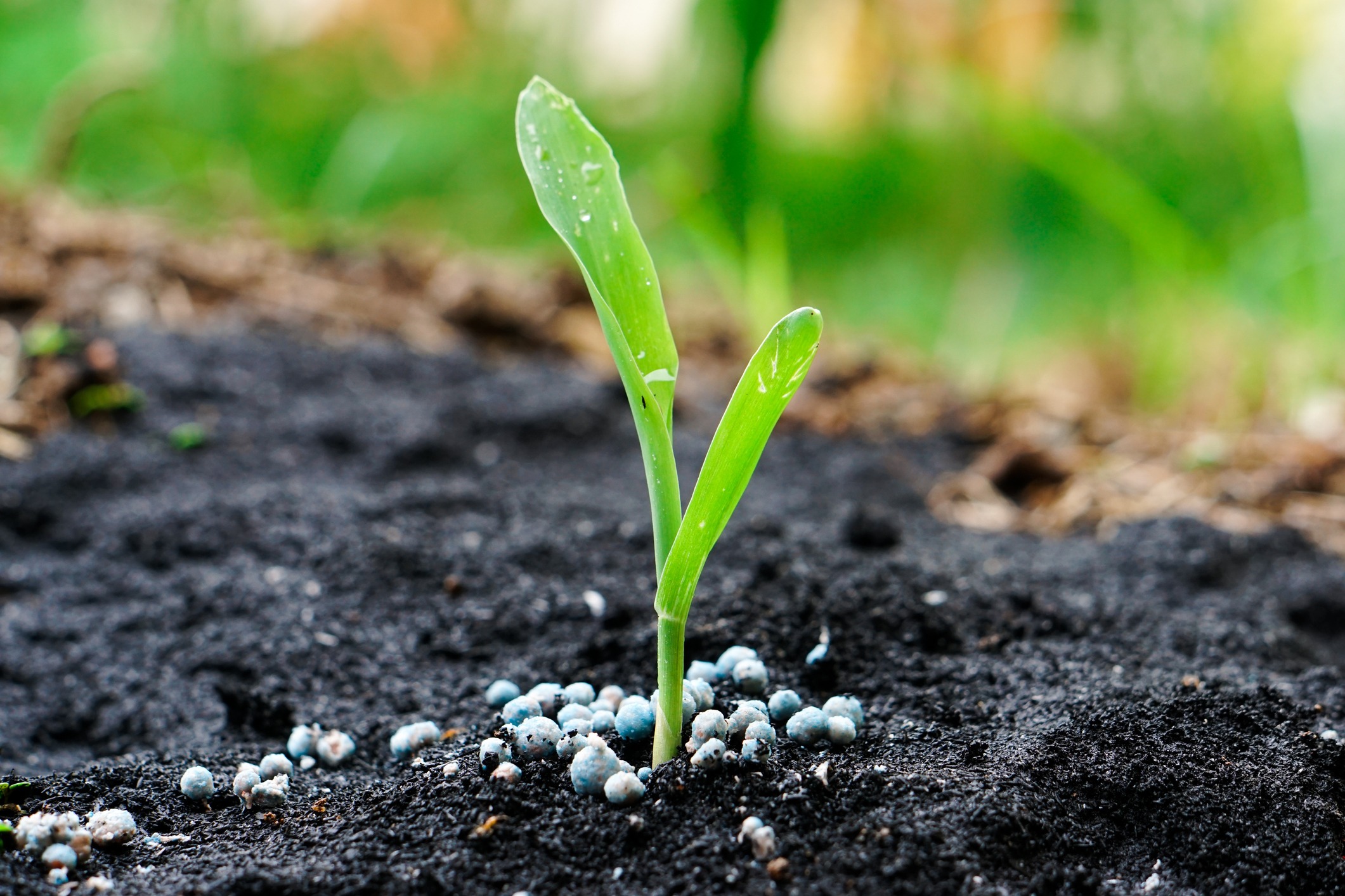 Young green seedling sprouting from fertilized soil