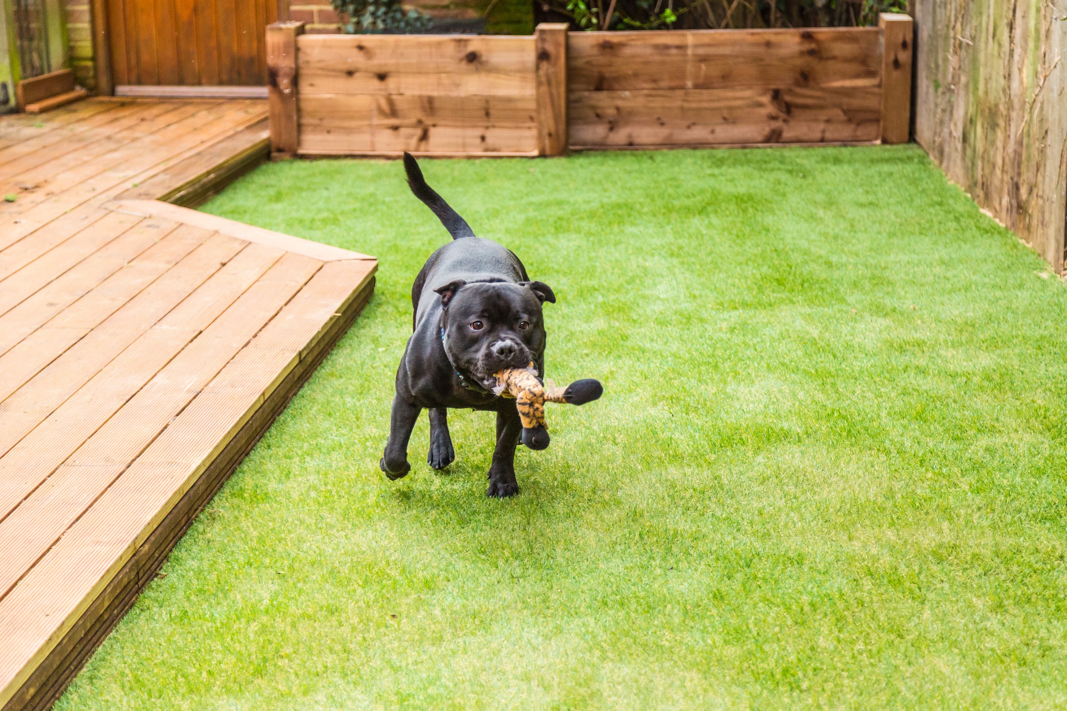 Black dog running with toy in backyard