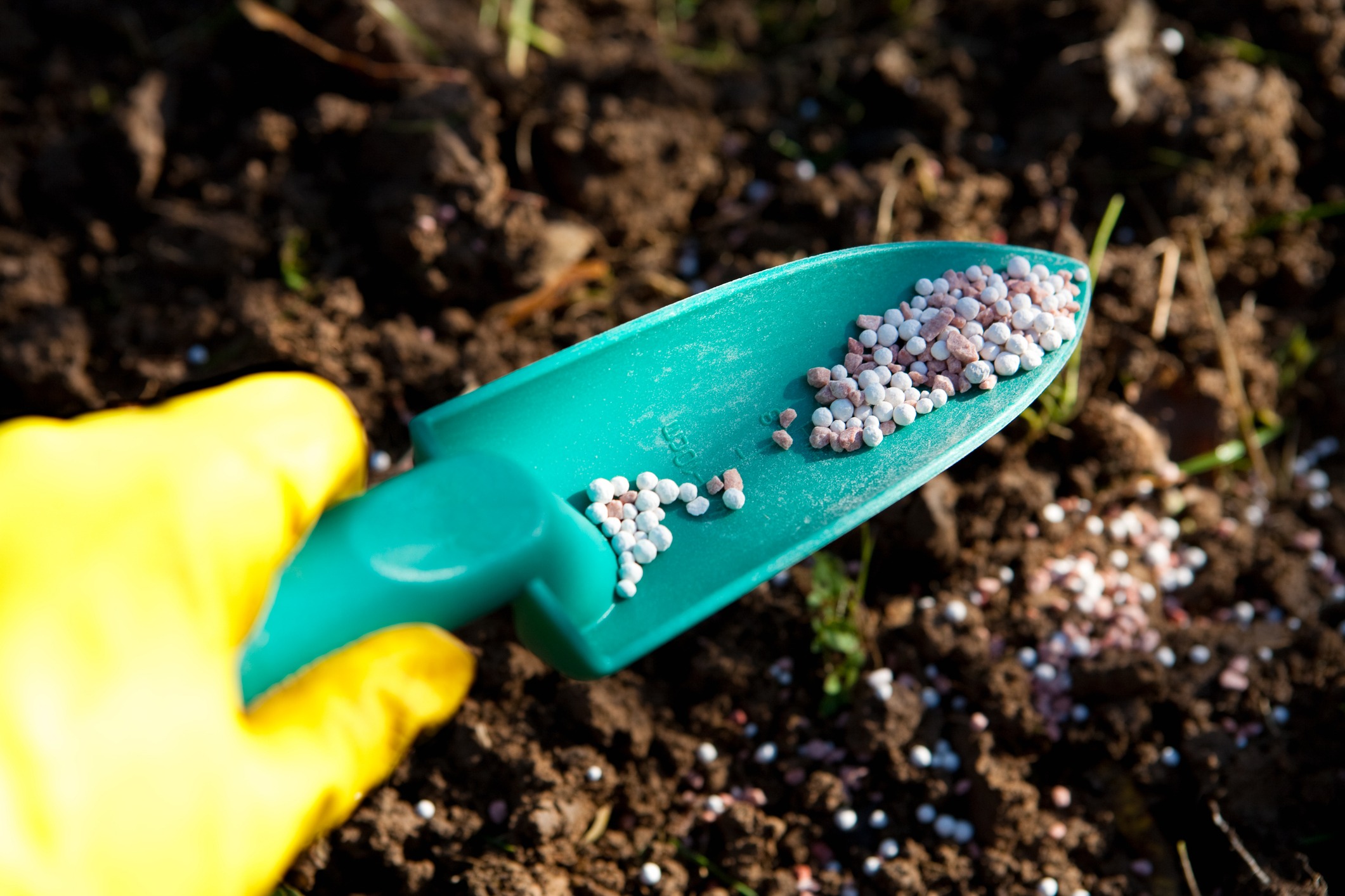 Gloved hand holding fertilizer scoop over garden soil