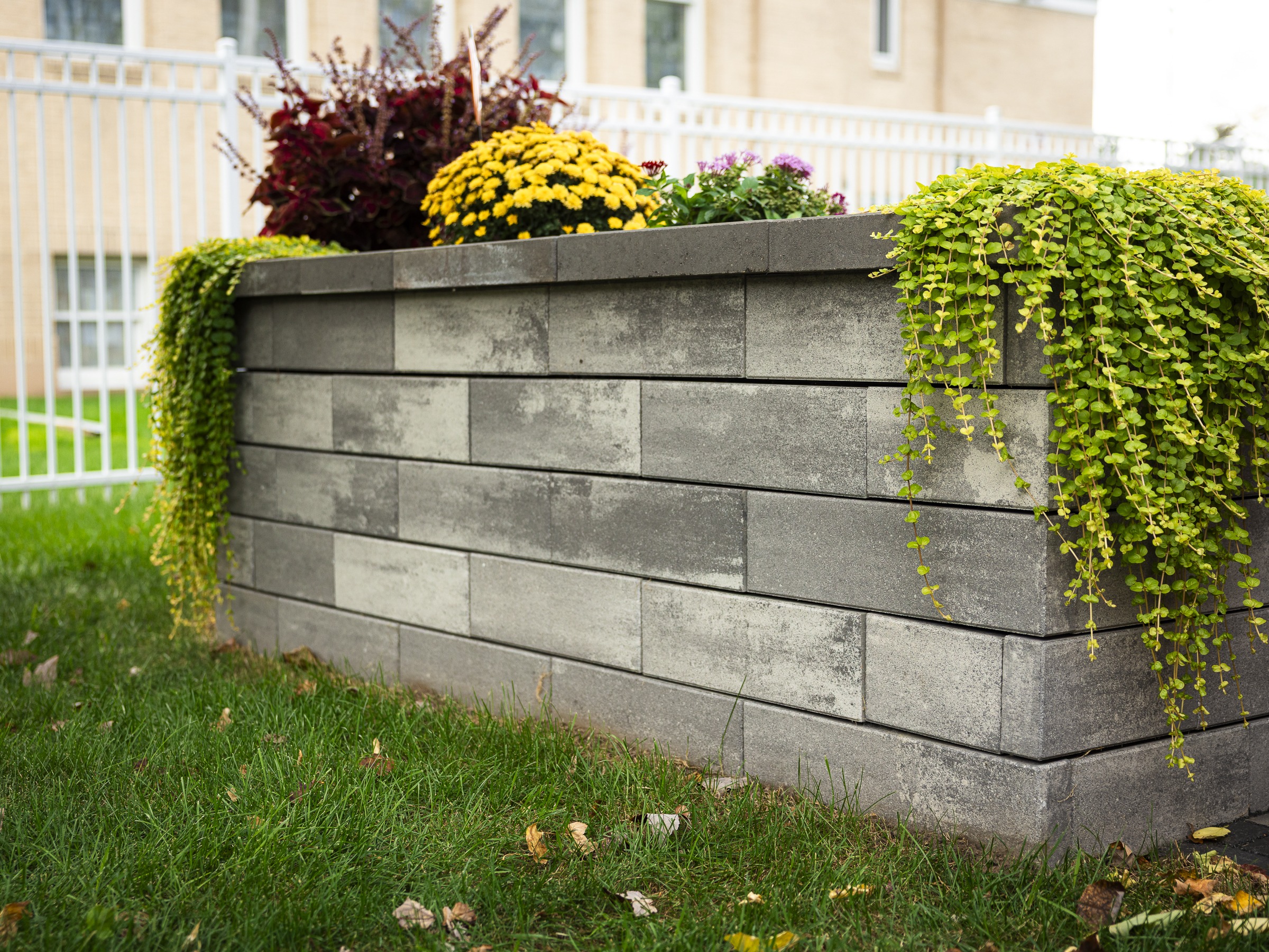 Modern concrete planter with cascading vines and flowers