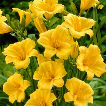Daylily in Variety of Colors